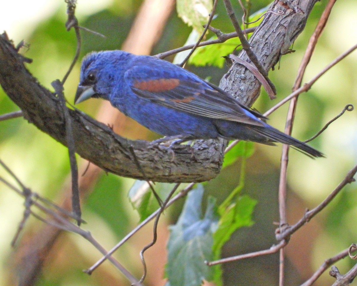 Blue Grosbeak - ML622596860