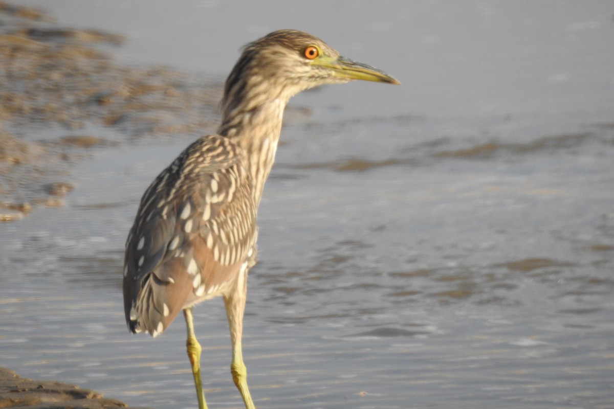 Black-crowned Night Heron - ML622596865