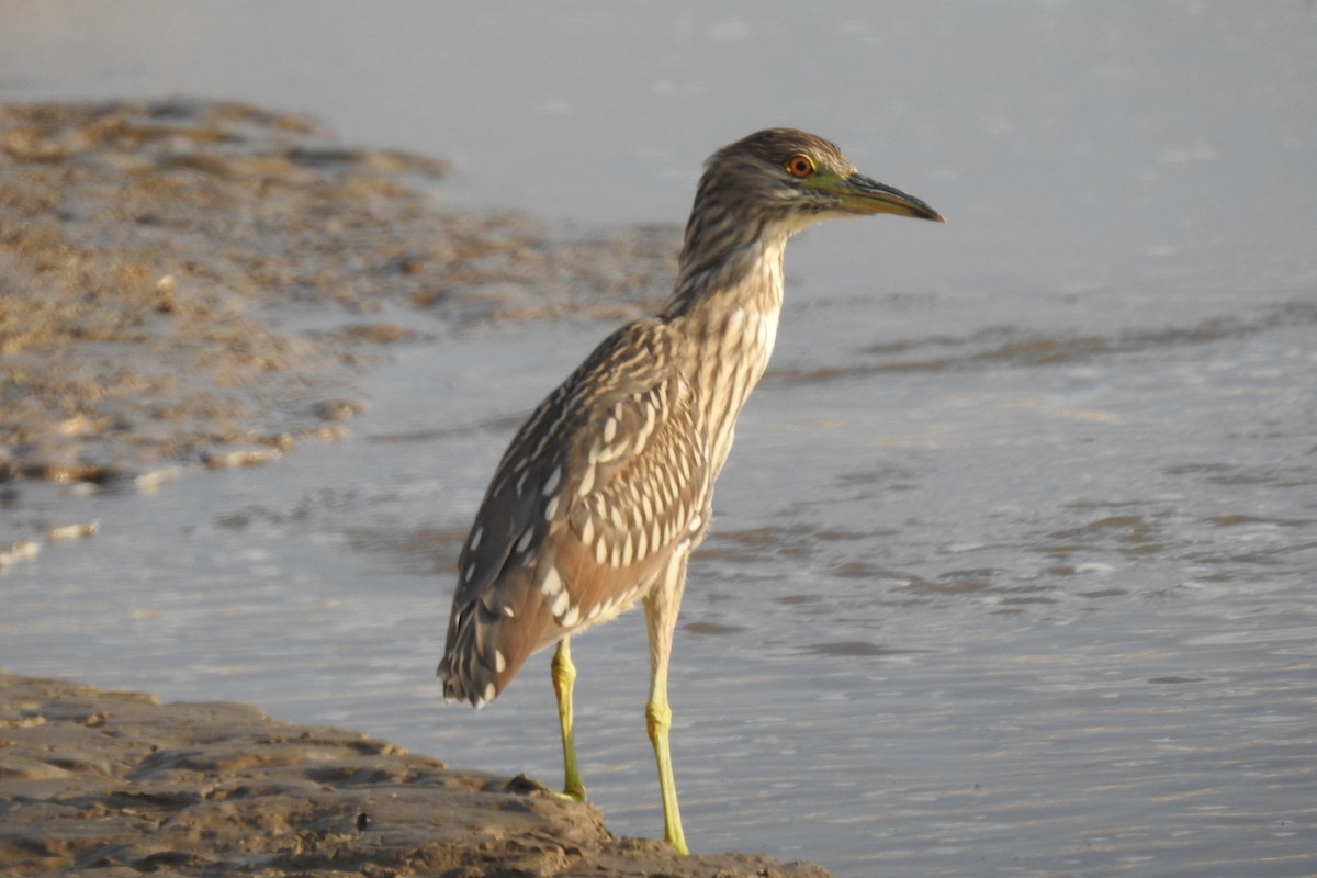 Black-crowned Night Heron - ML622596867