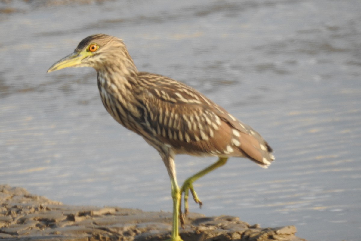 Black-crowned Night Heron - ML622596868