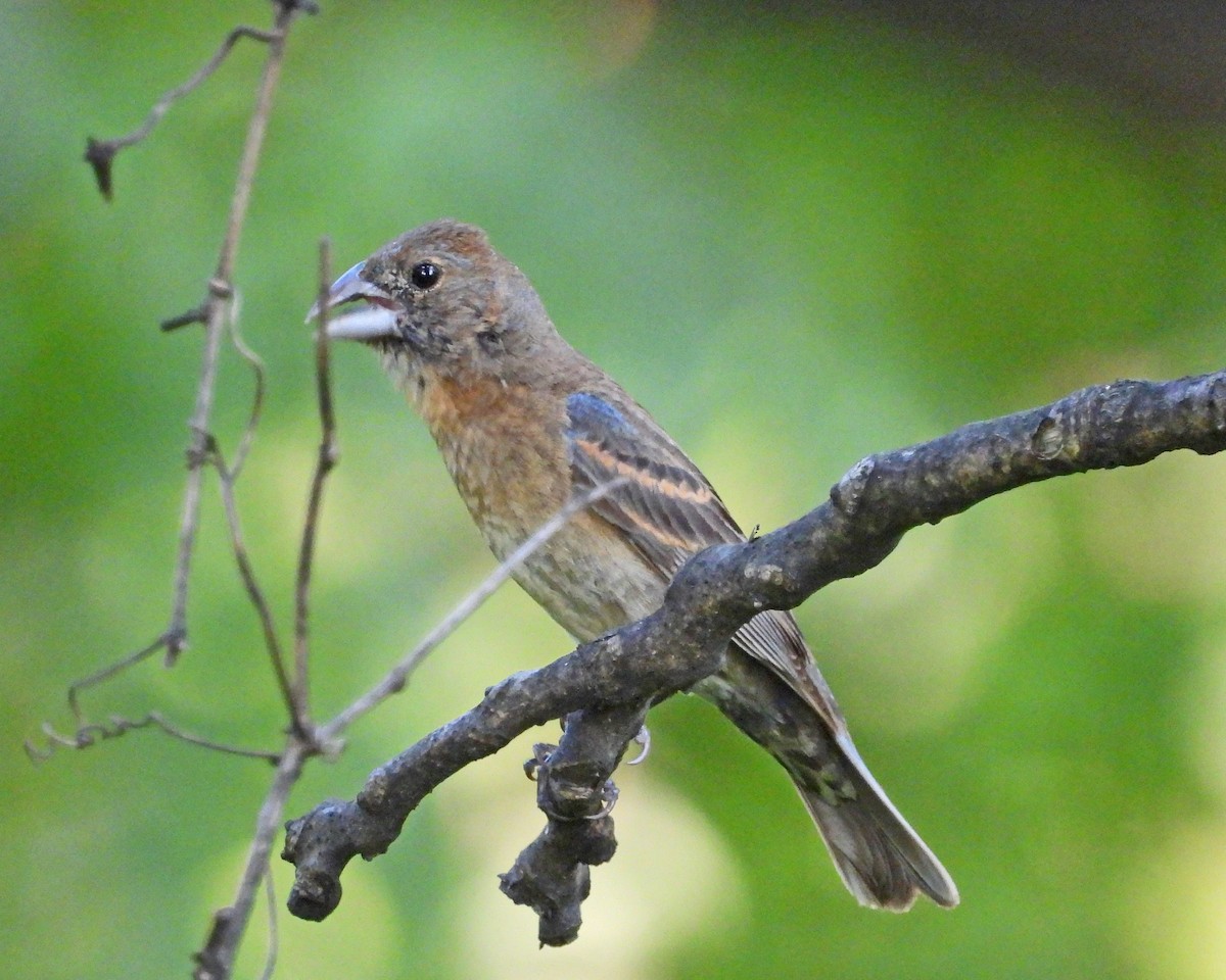 Blue Grosbeak - ML622596873