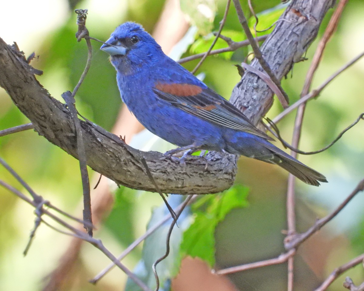 Blue Grosbeak - ML622596880