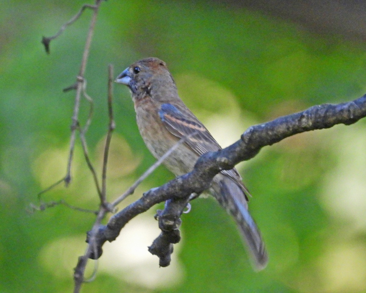 Blue Grosbeak - ML622596892