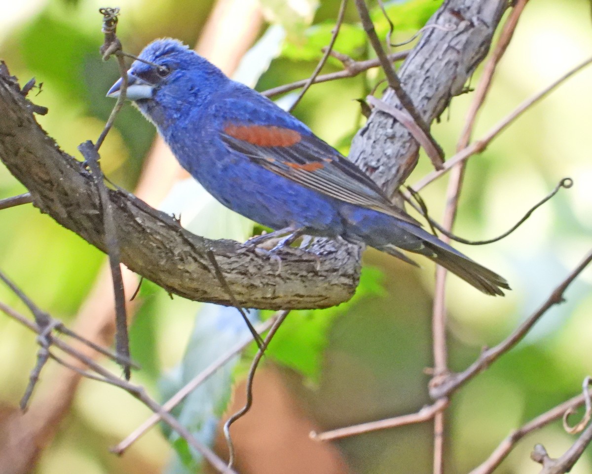 Blue Grosbeak - ML622596911