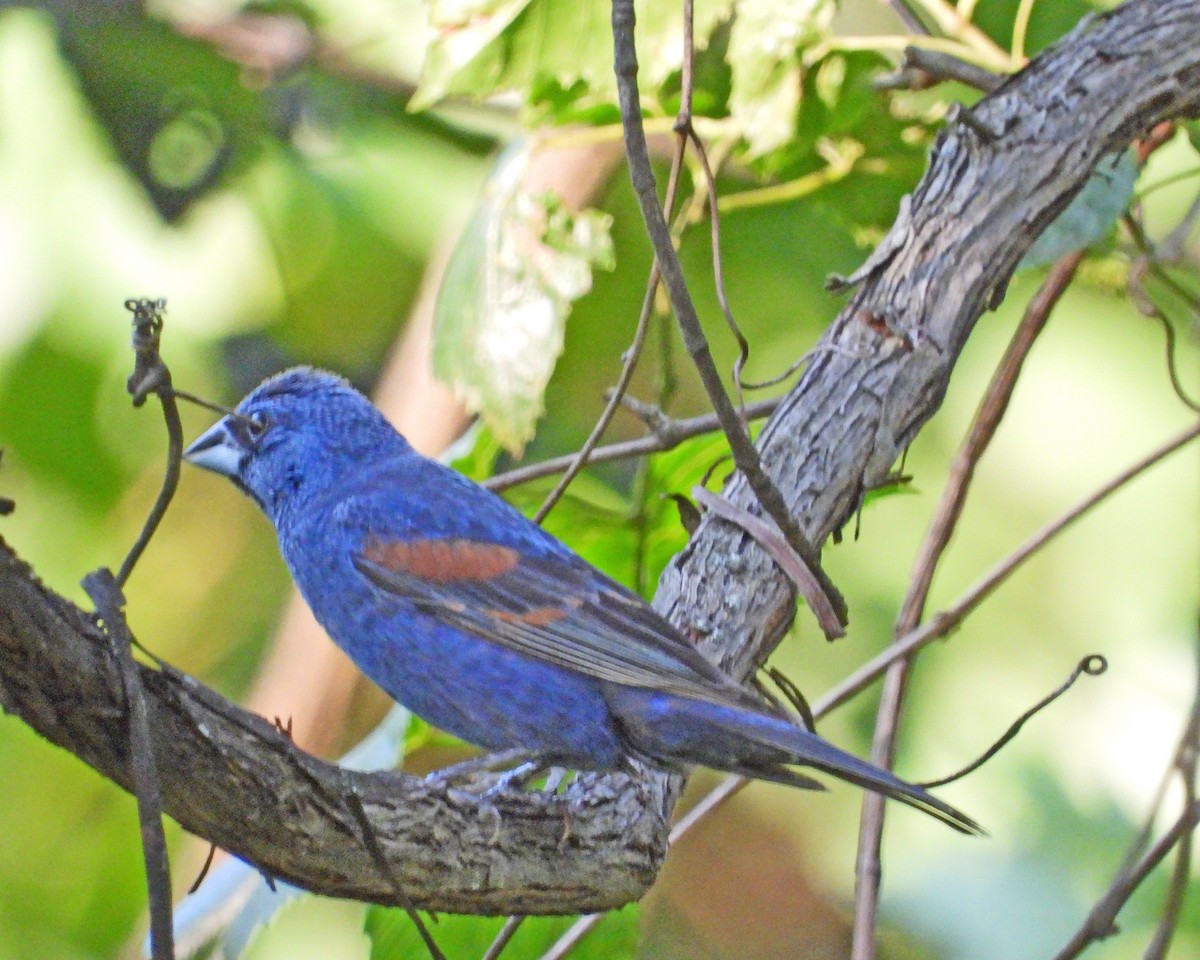 Blue Grosbeak - ML622596935