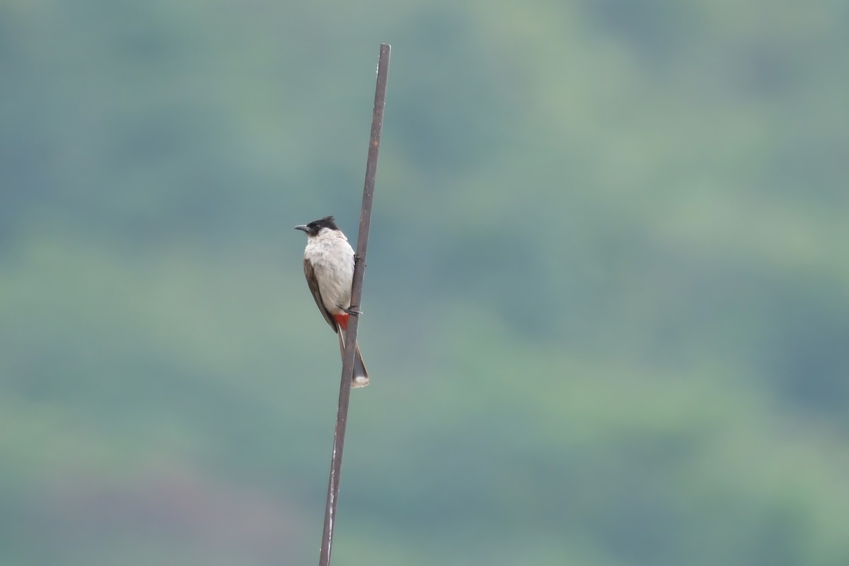 Sooty-headed Bulbul - ML622596936