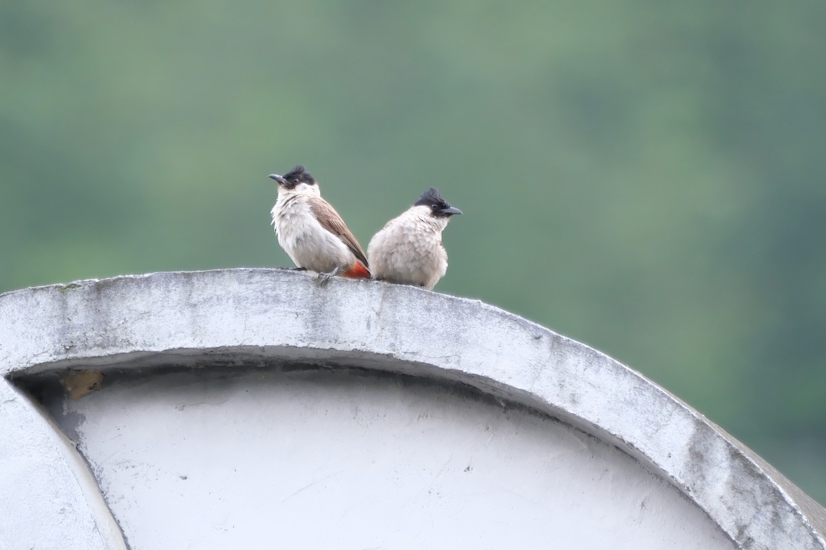 Sooty-headed Bulbul - ML622596937