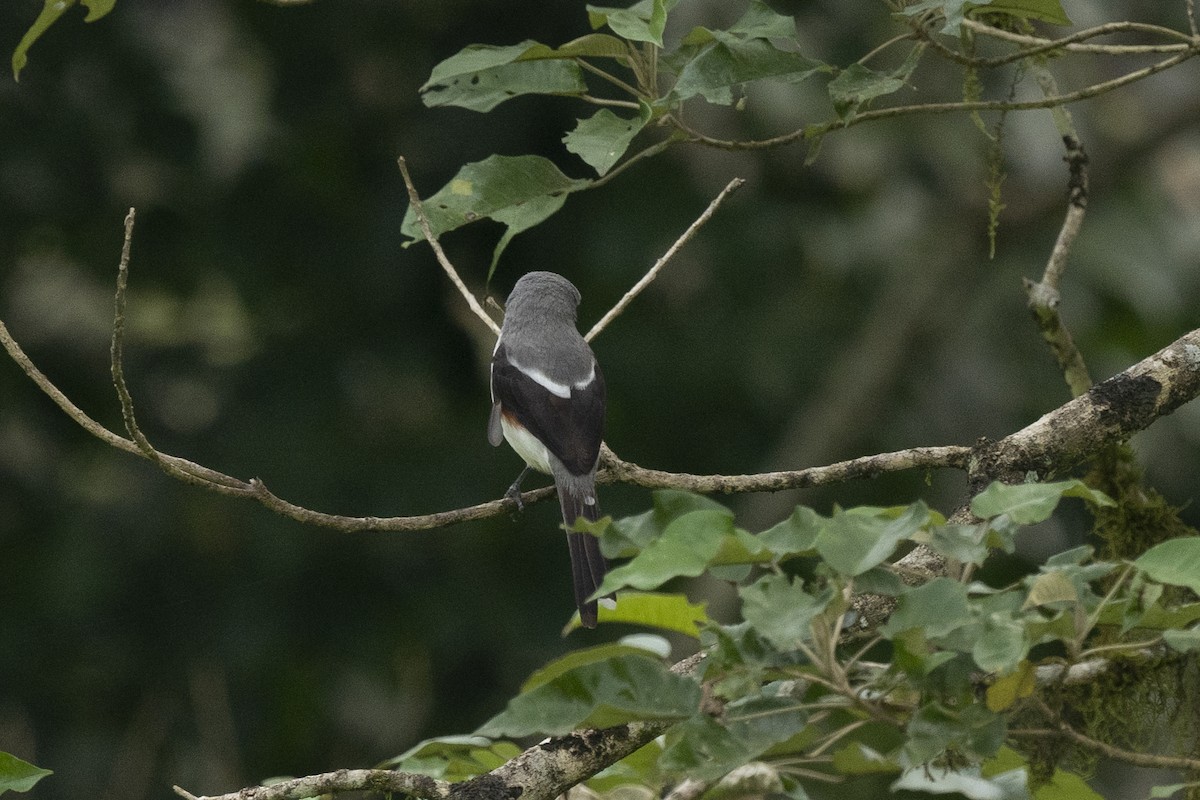 Mackinnon's Shrike - ML622596973