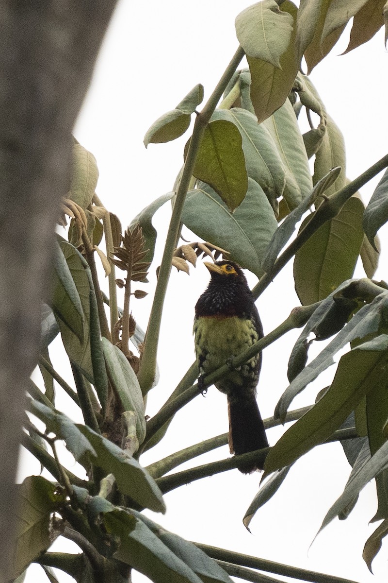 Gelbschnabel-Bartvogel - ML622597033