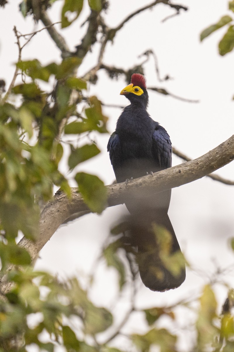 Ross's Turaco - ML622597038