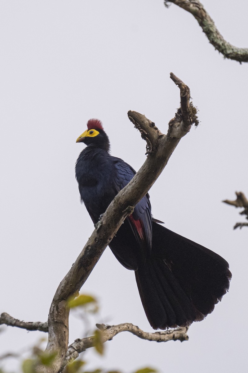 Ross's Turaco - ML622597042