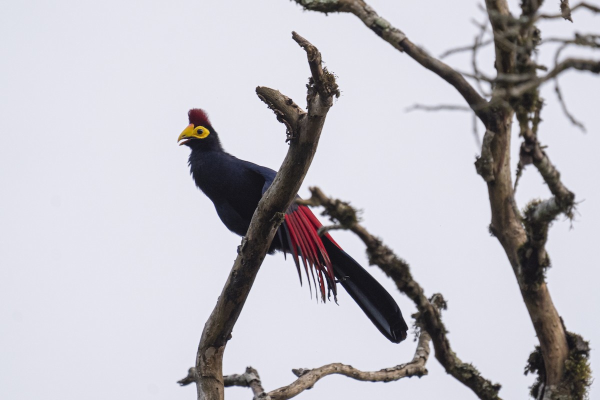 Ross's Turaco - ML622597043