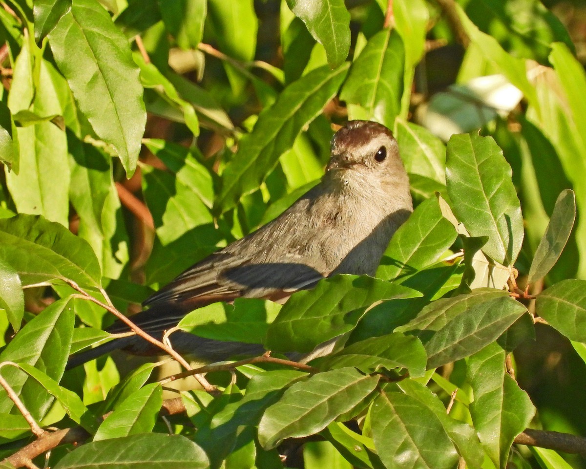 Gray Catbird - ML622597046