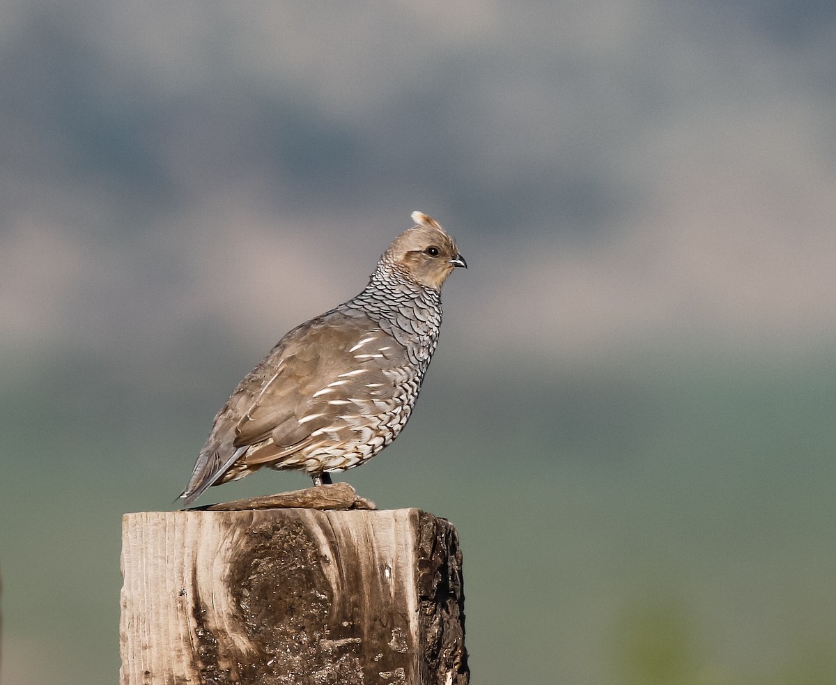 Scaled Quail - ML622597048