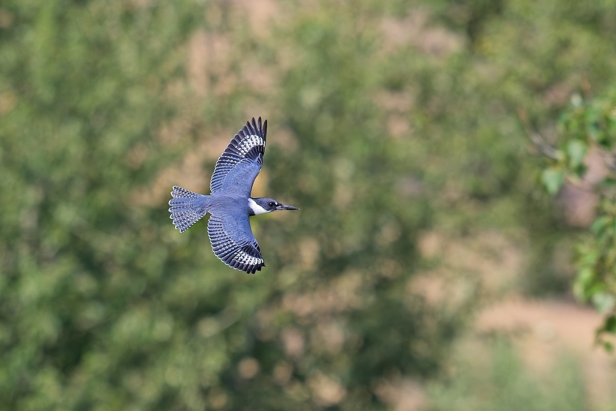 Belted Kingfisher - ML622597095