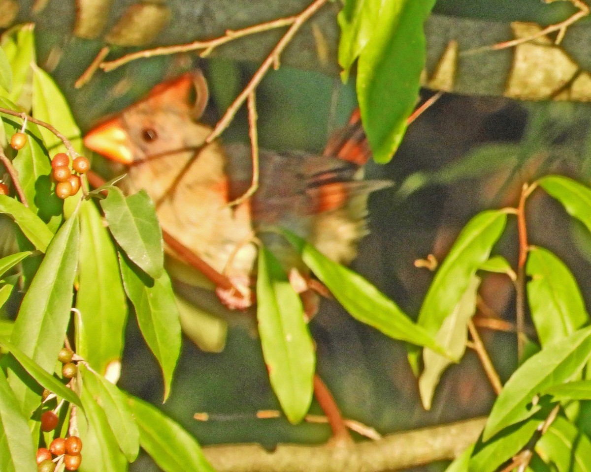 Northern Cardinal - ML622597185