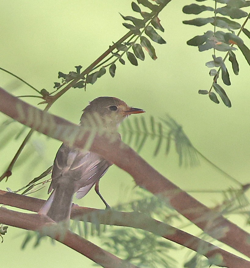 Gray Flycatcher - ML622597195