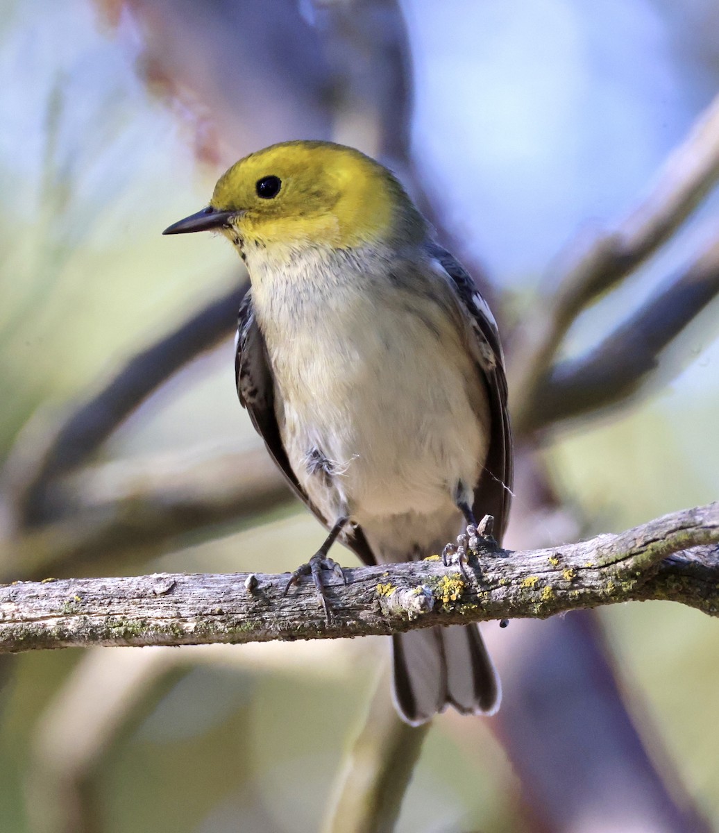 Hermit Warbler - Cheryl Rosenfeld