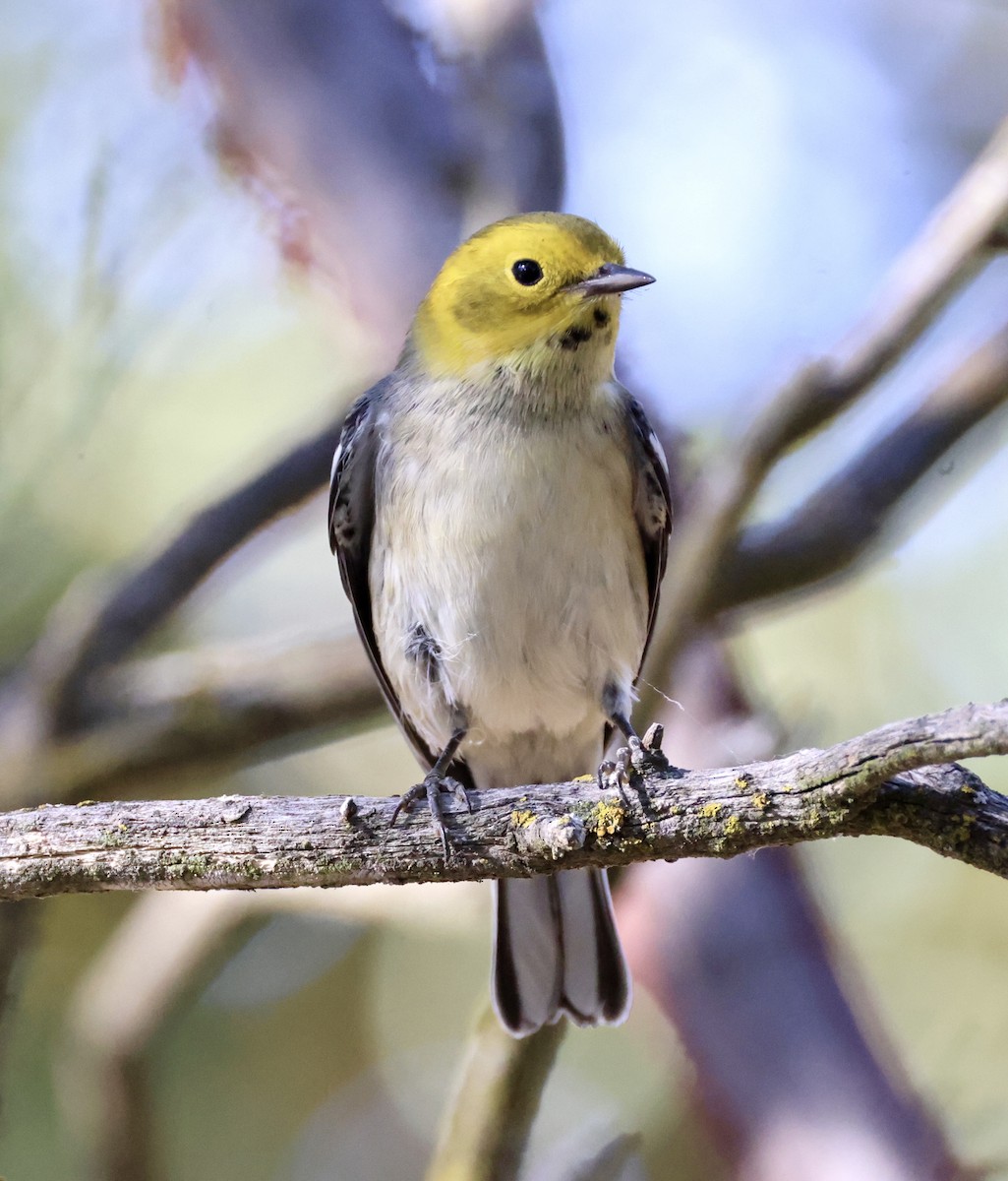 Hermit Warbler - ML622597239