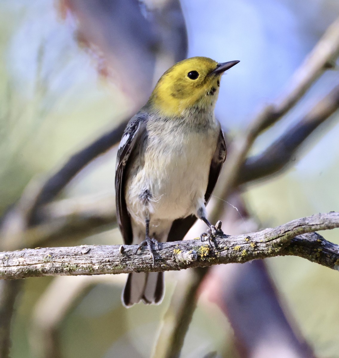 Hermit Warbler - ML622597240