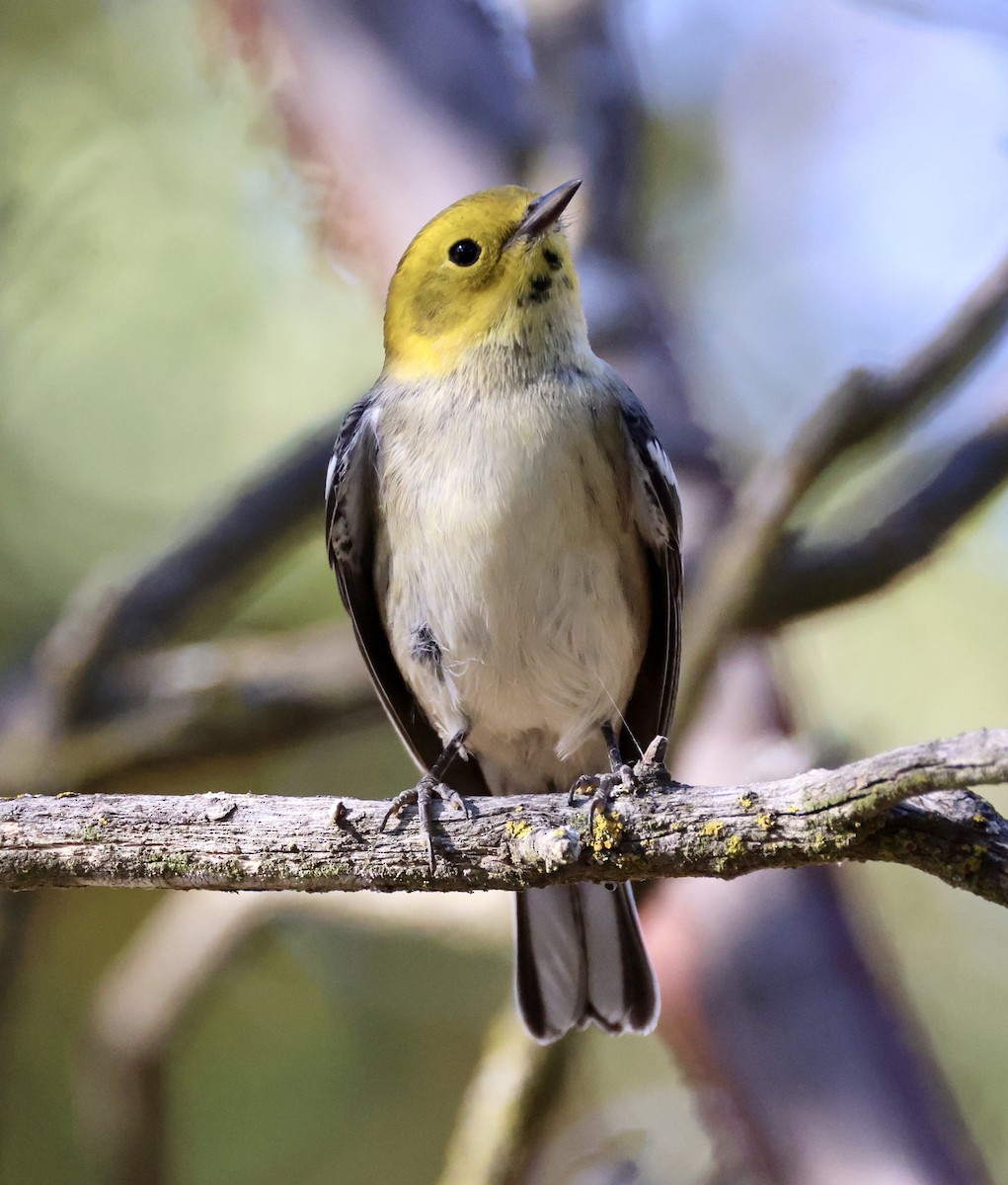 Hermit Warbler - ML622597270