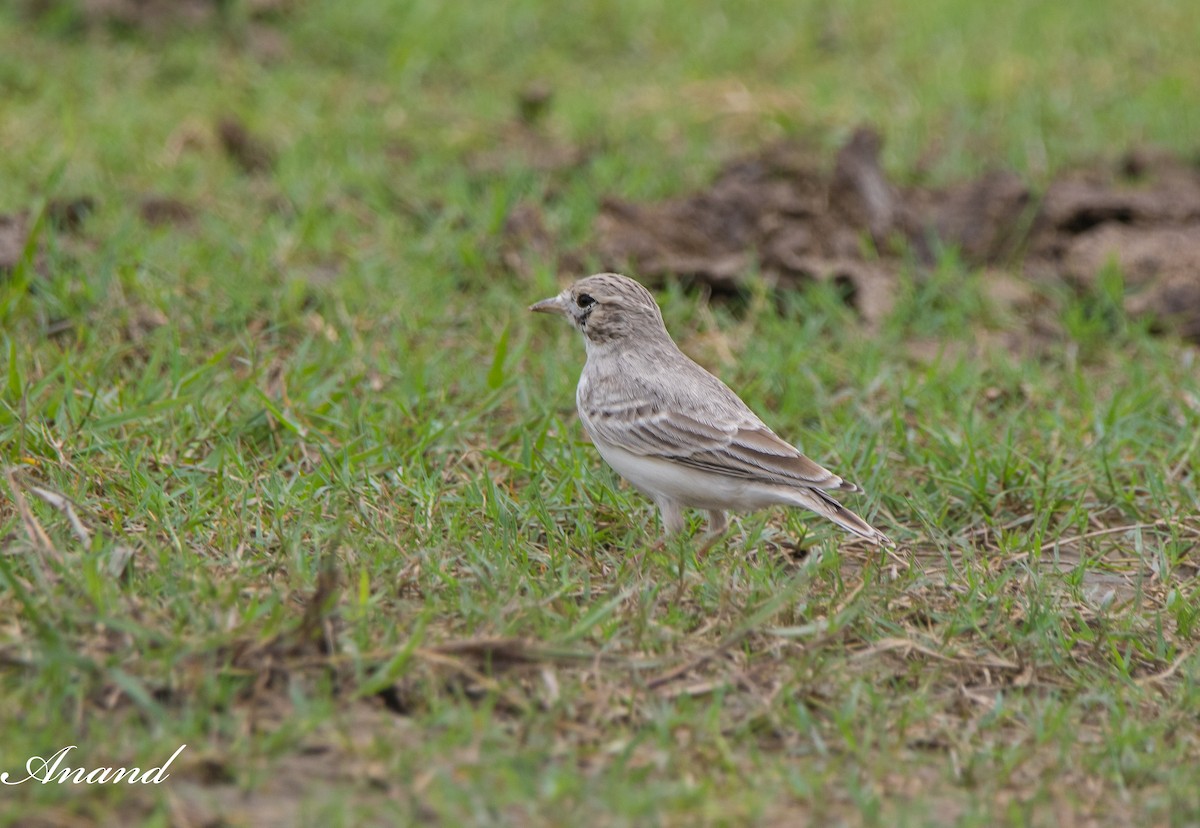 Sand Lark - ML622597303