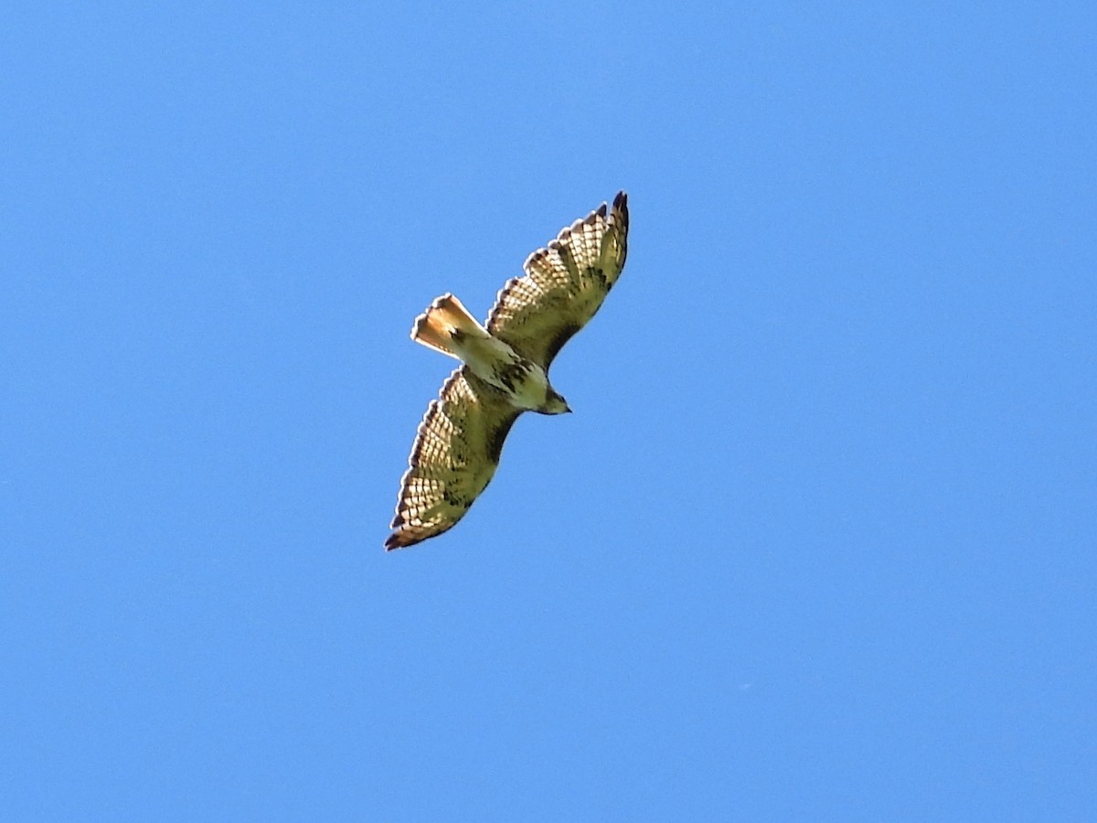 Red-tailed Hawk - ML622597338