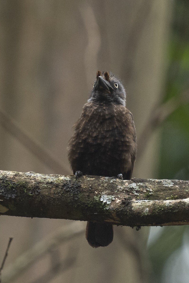 Gray-throated Barbet - ML622597426