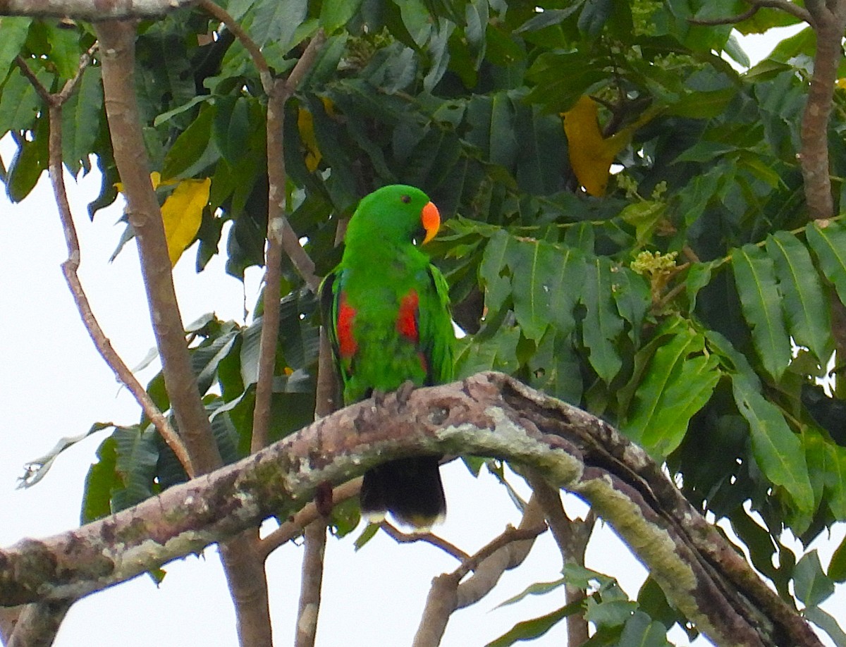 Papuan Eclectus - ML622597457