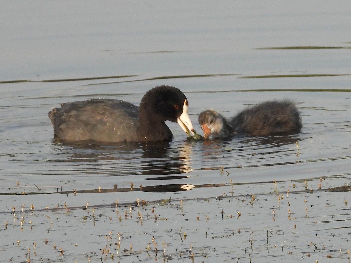 American Coot - ML622597461