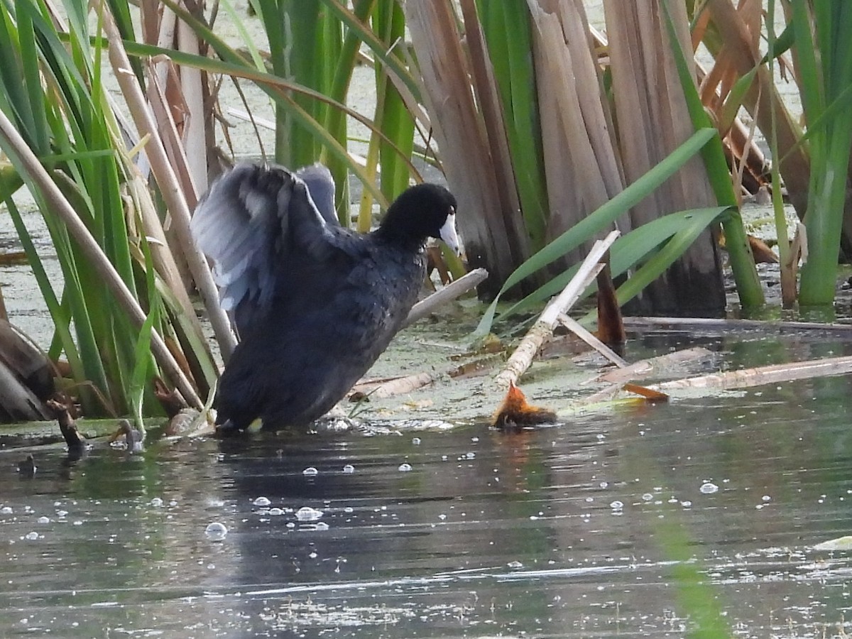 American Coot - ML622597462