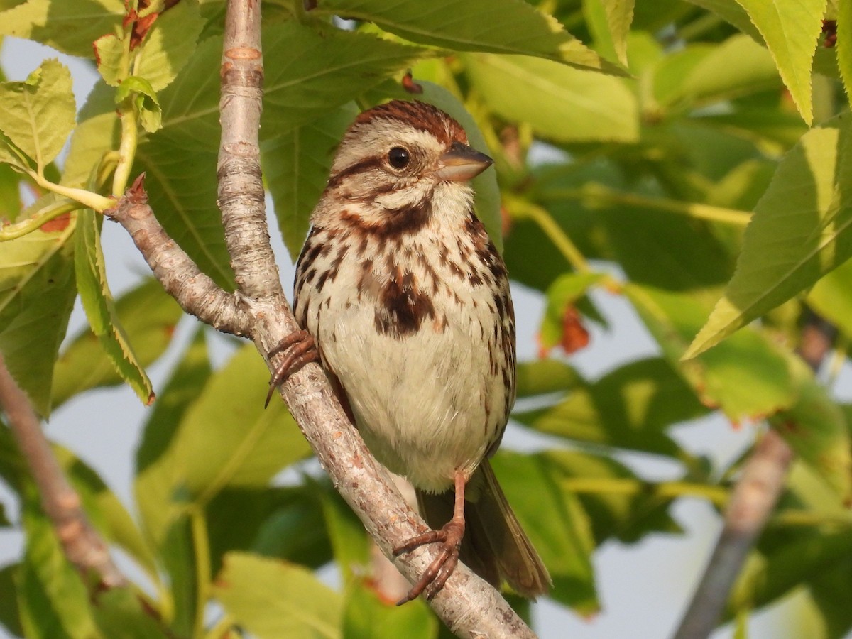 Song Sparrow - ML622597470