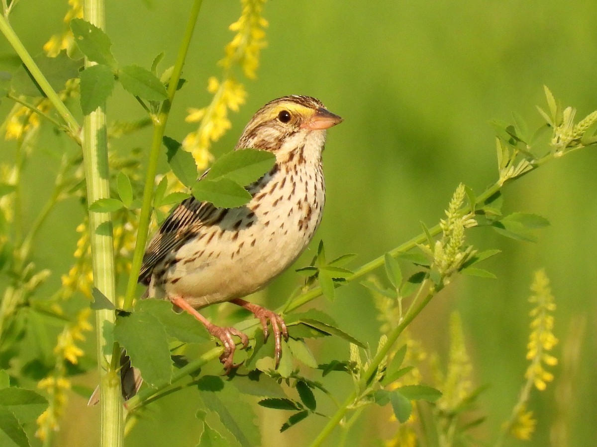 Savannah Sparrow - ML622597475