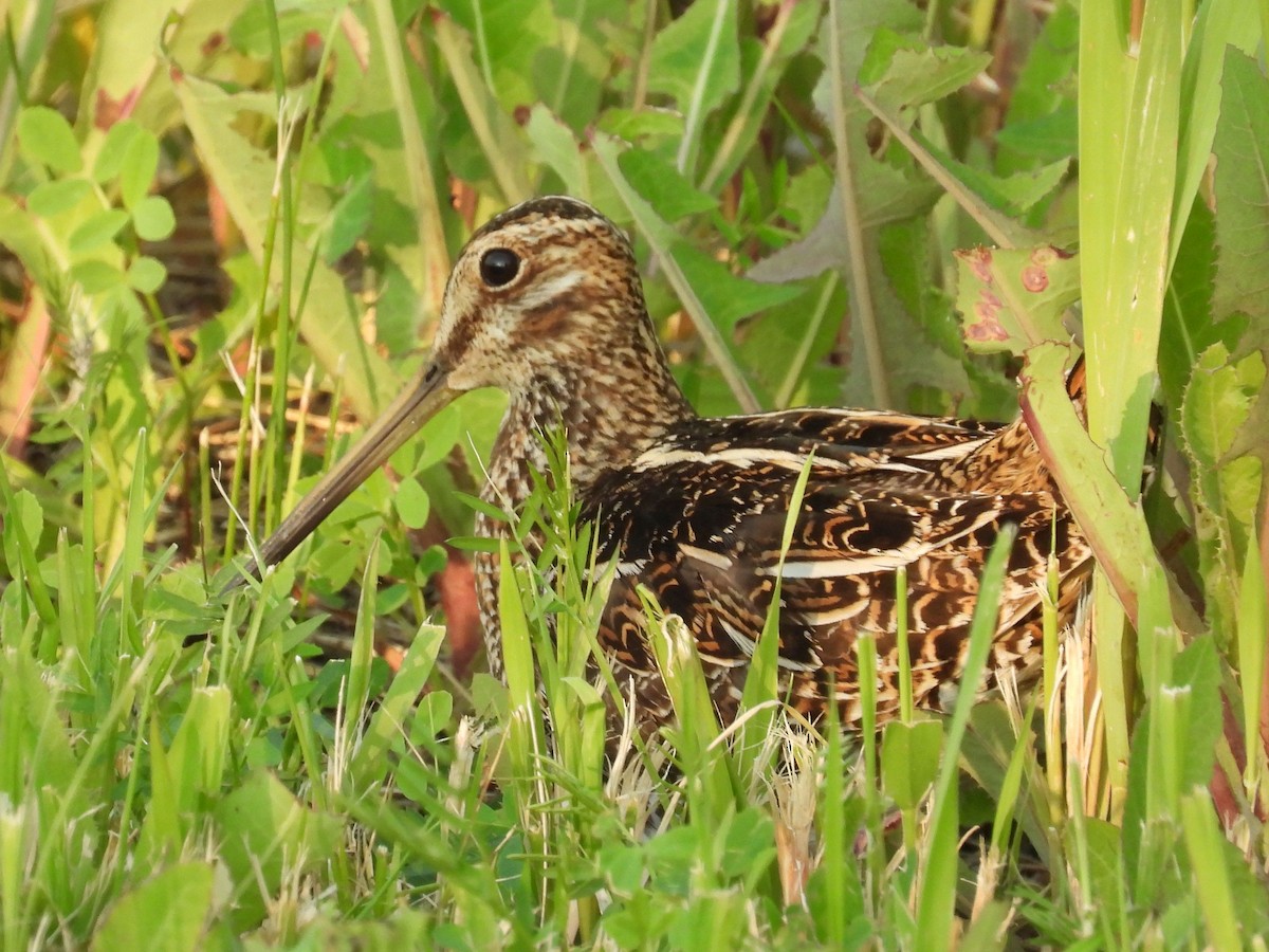 Wilson's Snipe - ML622597482