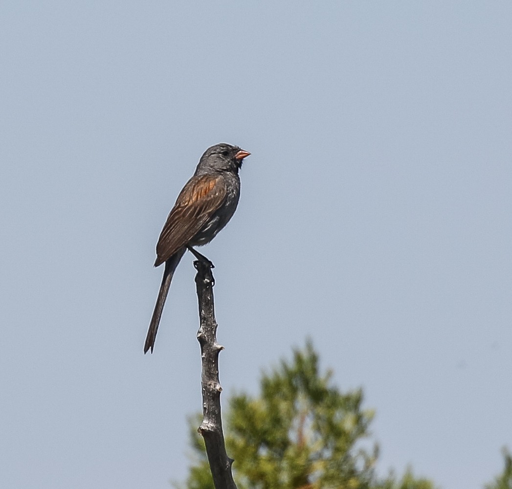 Black-chinned Sparrow - ML622597512