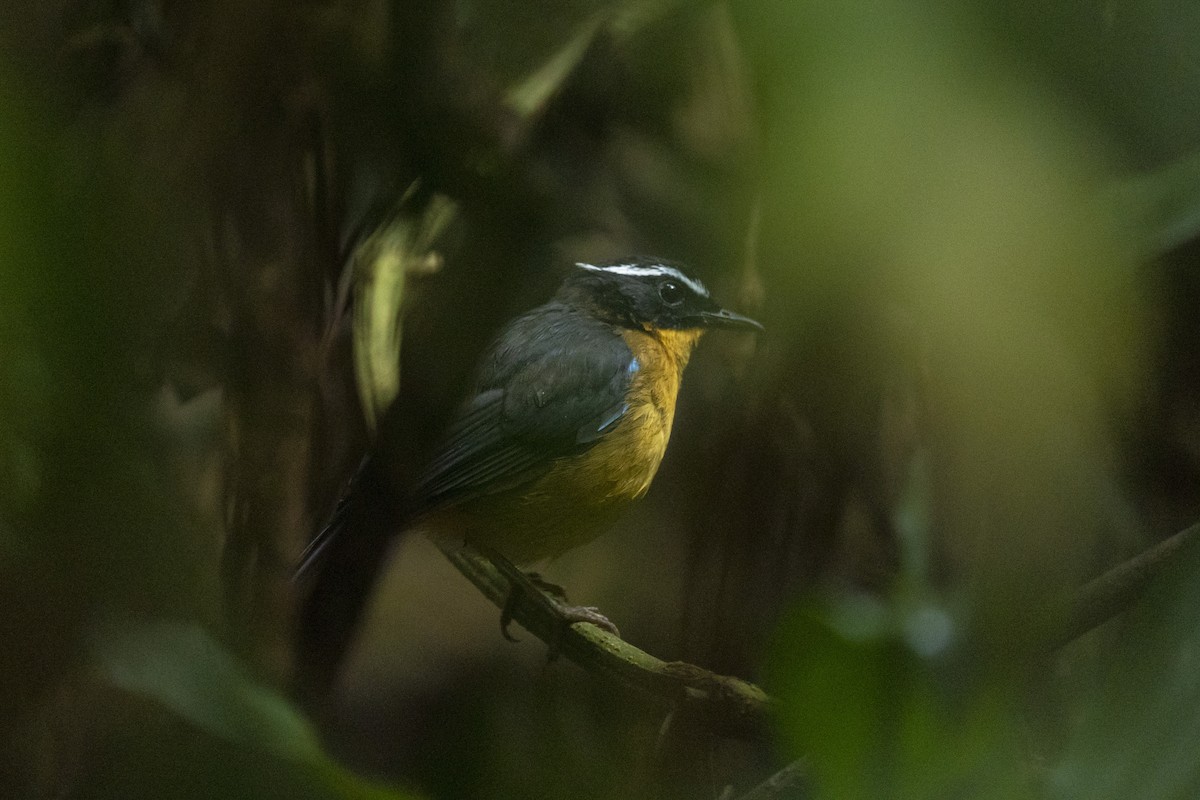 Blue-shouldered Robin-Chat - ML622597567