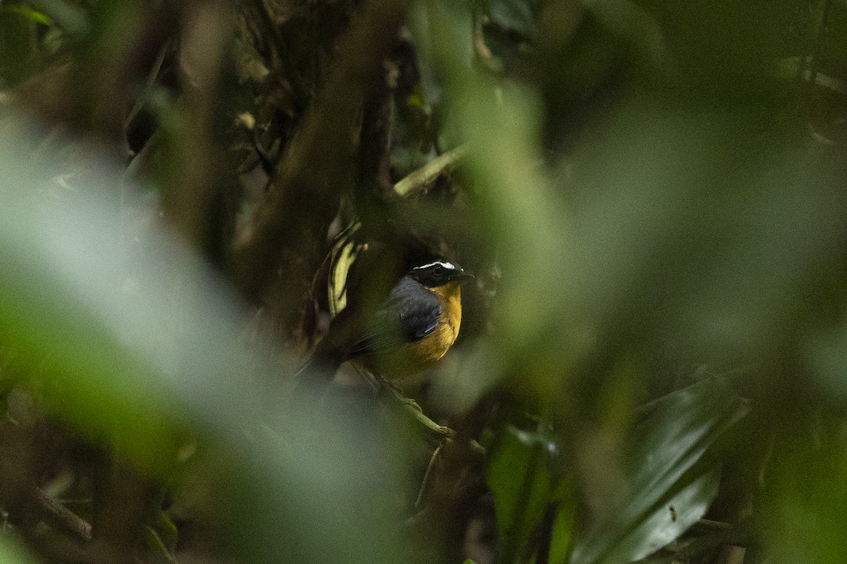 Blue-shouldered Robin-Chat - ML622597568