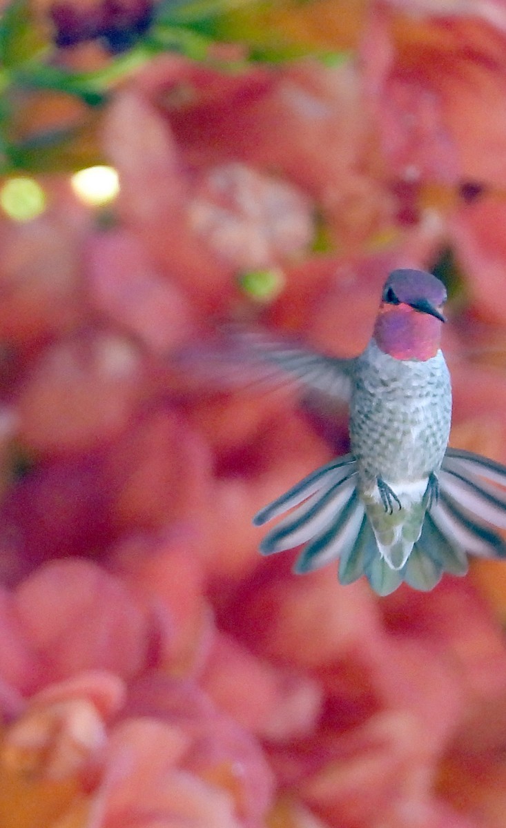 Anna's Hummingbird - ML622597606