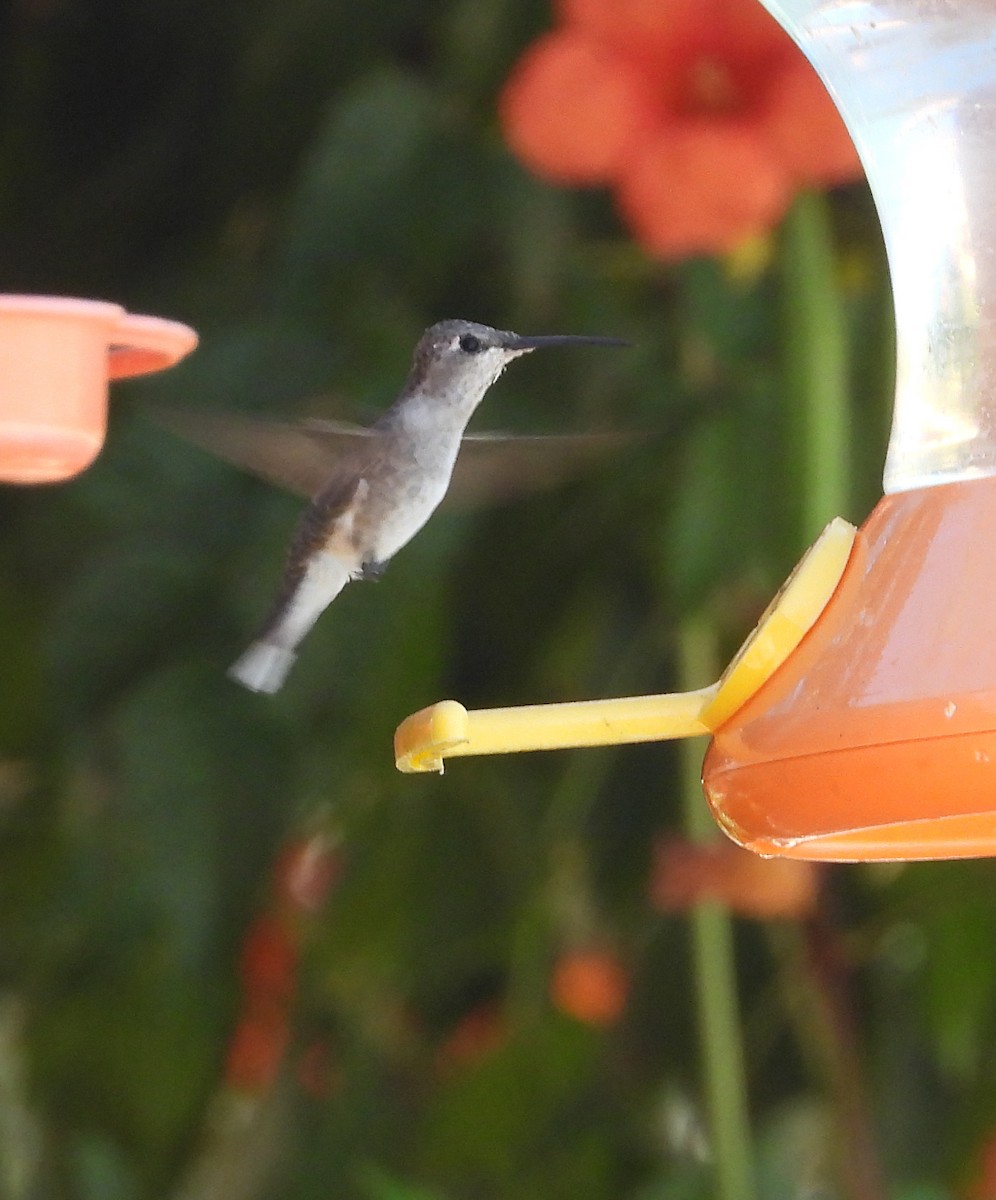 Black-chinned Hummingbird - ML622597651