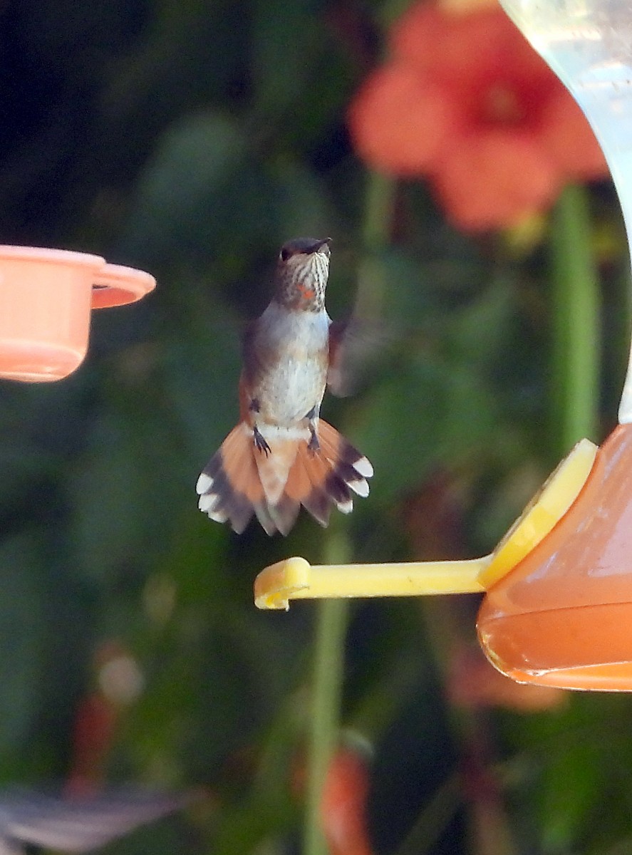 Rufous/Allen's Hummingbird - ML622597678