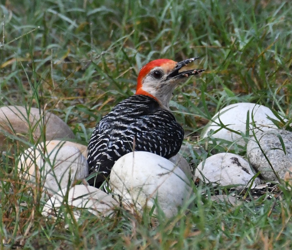 eBird Checklist - 16 Aug 2024 - Home, Kitty Hawk Bay Dr., Colington ...