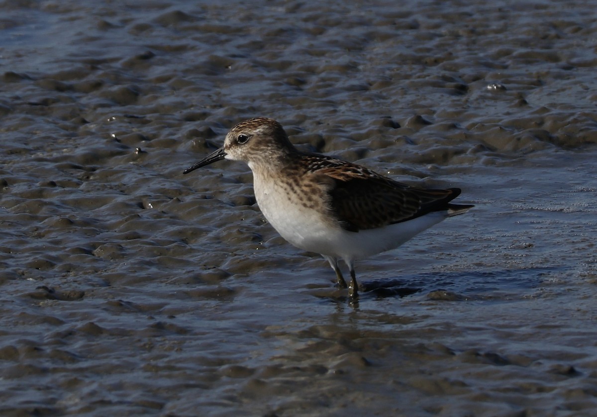 Least Sandpiper - ML622597835