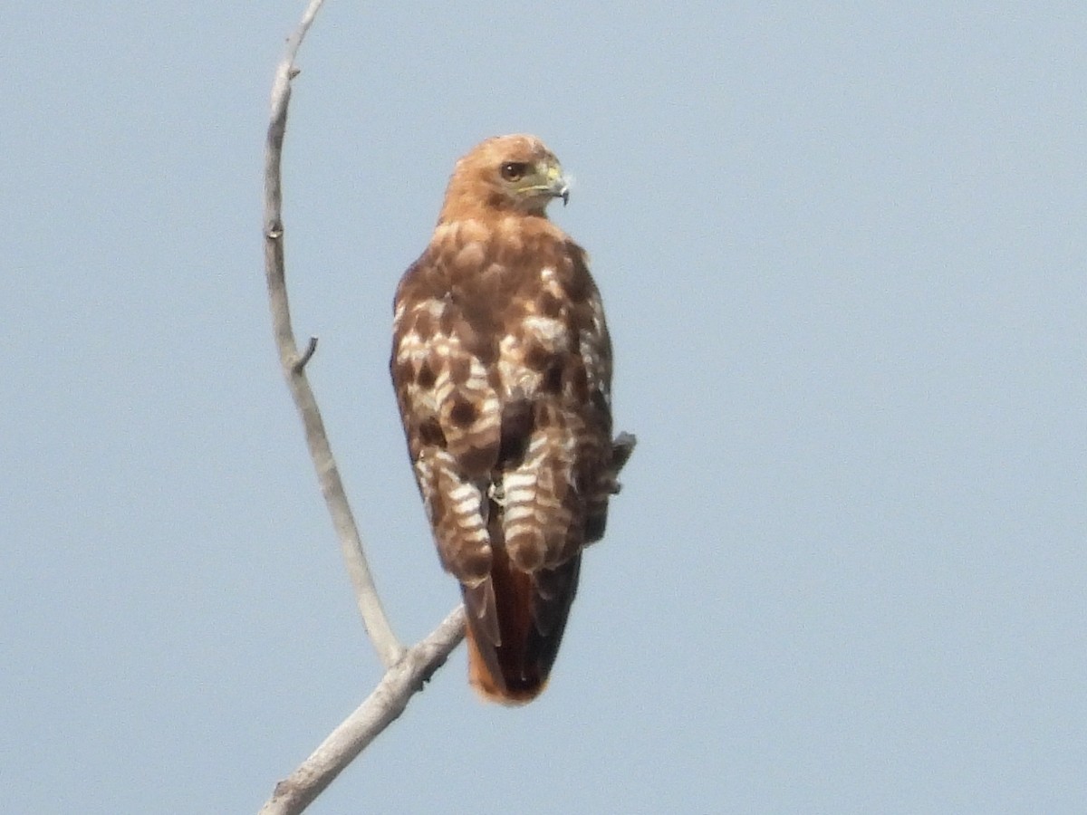 Red-tailed Hawk - ML622597892