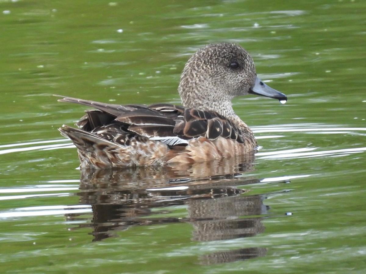 American Wigeon - ML622597900