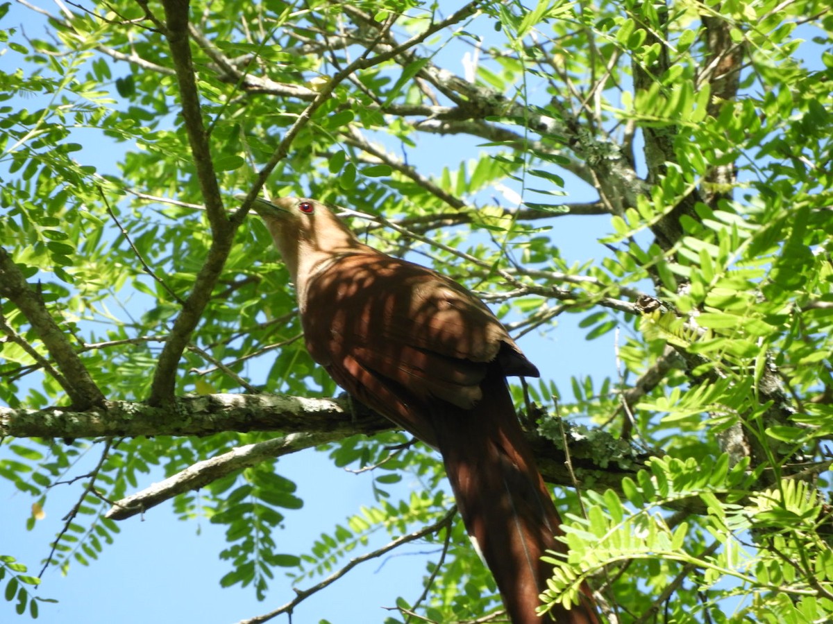 Squirrel Cuckoo - ML622597973