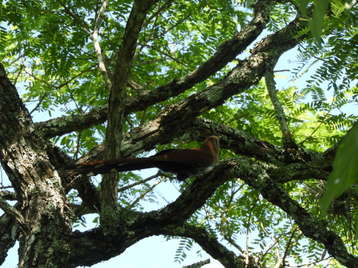 Squirrel Cuckoo - ML622597974