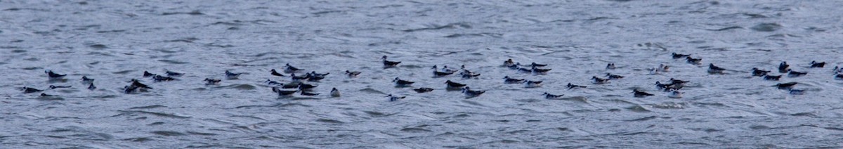 Red-necked Phalarope - ML622597993