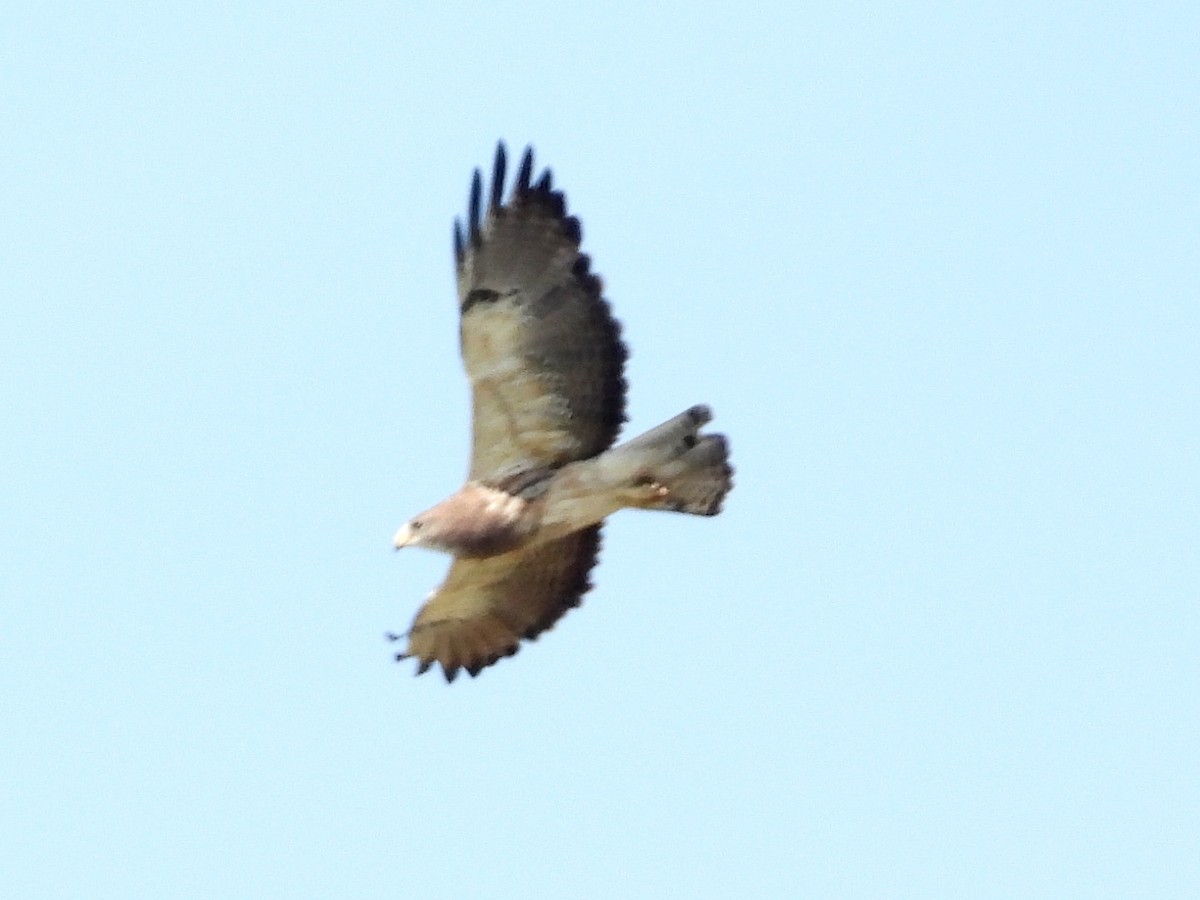 Swainson's Hawk - ML622598020