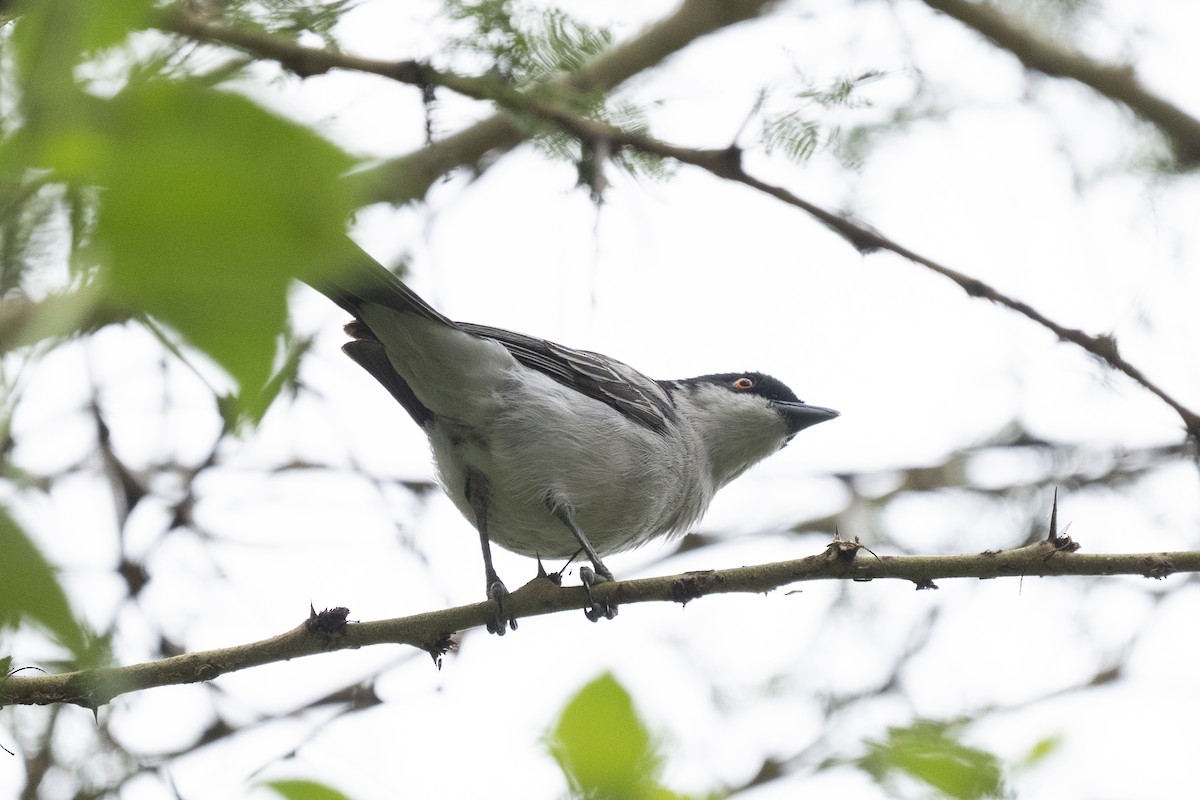 Northern Puffback - ML622598053