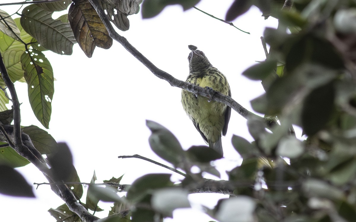Sharpbill - ML622598090